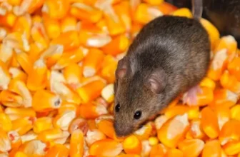 The Best Food Options for Mice, Rats, and Other Small Pets