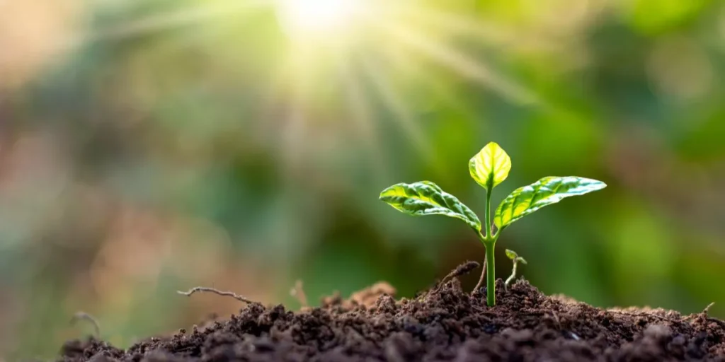Can You Grow Plants in Low-Light Conditions? Can You Grow Plants in Low-Light Conditions?